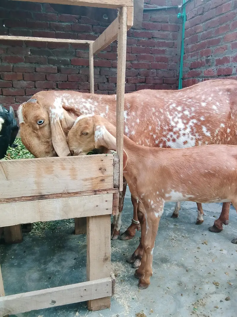 Maskhi chini Bakri with 2 kids female 0/3/0/2/1/7/3/6/8/2/5 — photo 2