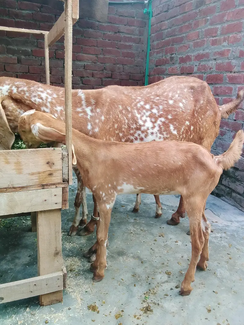 Maskhi chini Bakri with 2 kids female 0/3/0/2/1/7/3/6/8/2/5 — photo 3