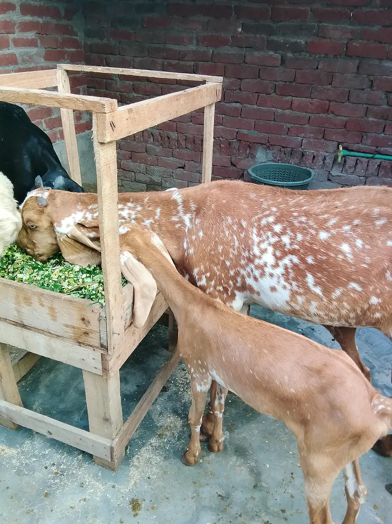 Maskhi chini Bakri with 2 kids female 0/3/0/2/1/7/3/6/8/2/5 — photo 4
