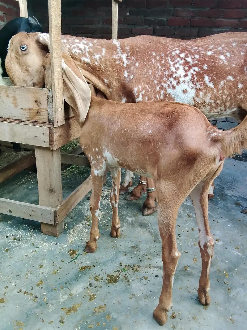 Maskhi chini Bakri with 2 kids female 0/3/0/2/1/7/3/6/8/2/5 — photo 5
