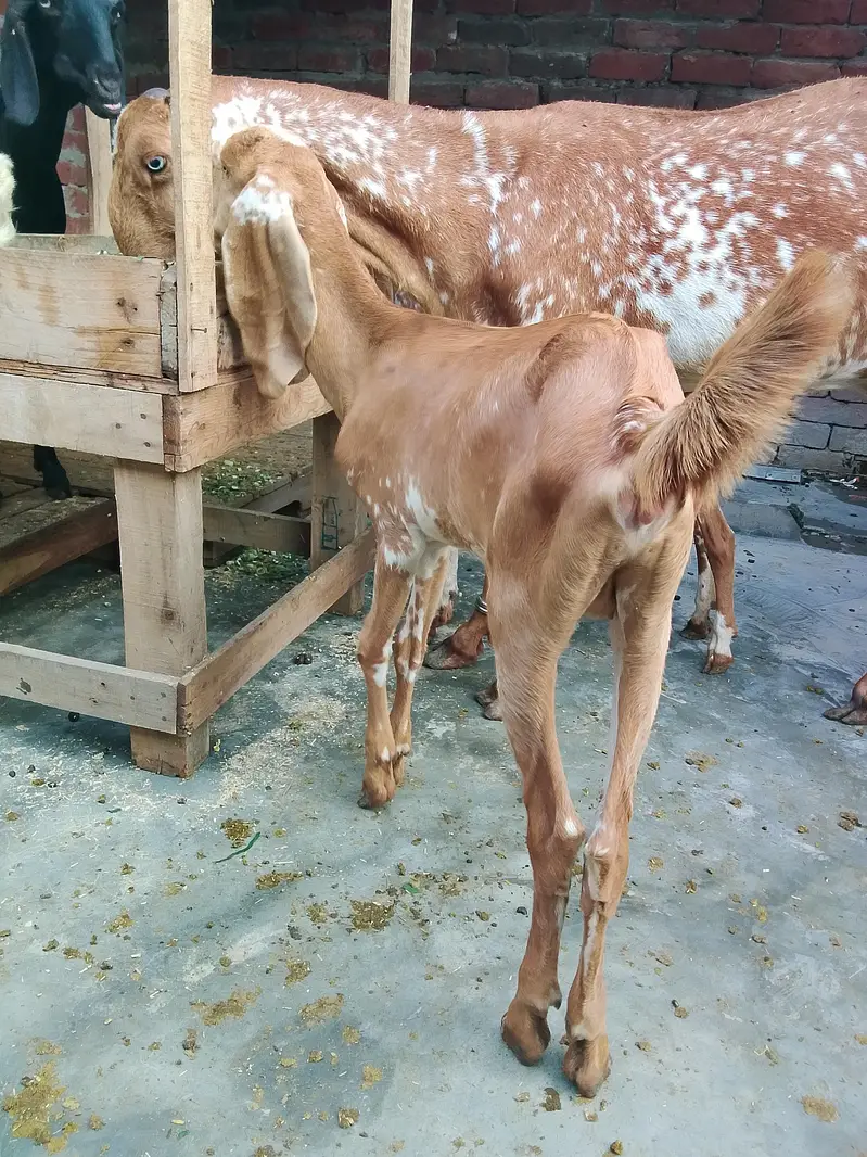 Maskhi chini Bakri with 2 kids female 0/3/0/2/1/7/3/6/8/2/5 — photo 6