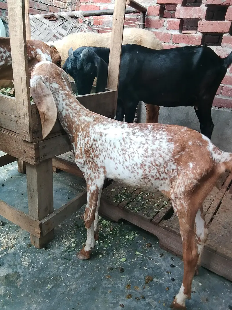 Maskhi chini Bakri with 2 kids female 0/3/0/2/1/7/3/6/8/2/5 — photo 7