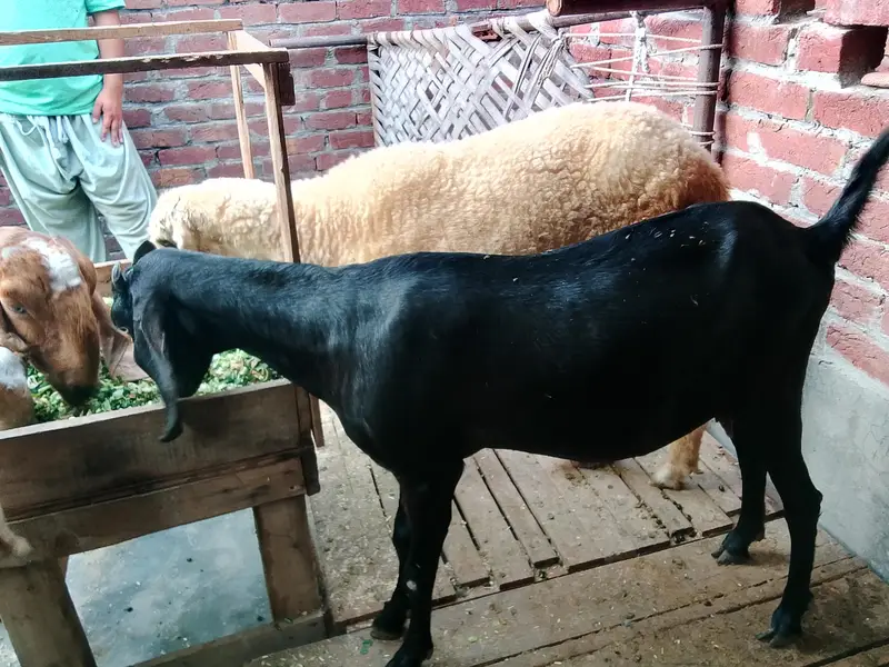 Maskhi chini Bakri with 2 kids female 0/3/0/2/1/7/3/6/8/2/5 — photo 8