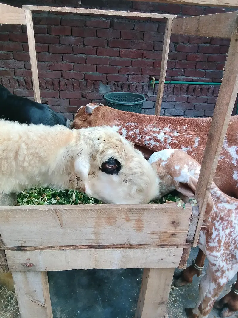 Maskhi chini Bakri with 2 kids female 0/3/0/2/1/7/3/6/8/2/5 — photo 9