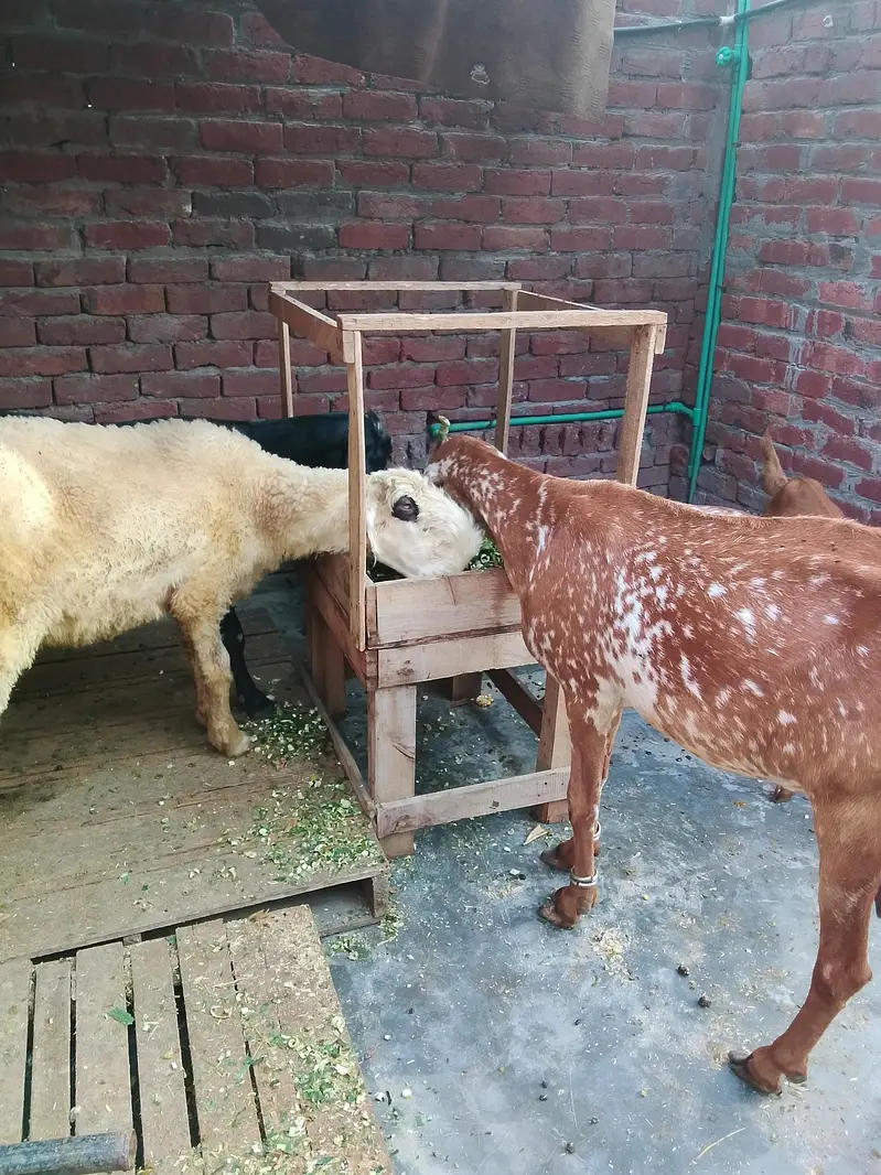 Maskhi chini Bakri with 2 kids female 0/3/0/2/1/7/3/6/8/2/5 — photo 10