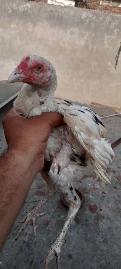 Adeel Heera cross Chicks