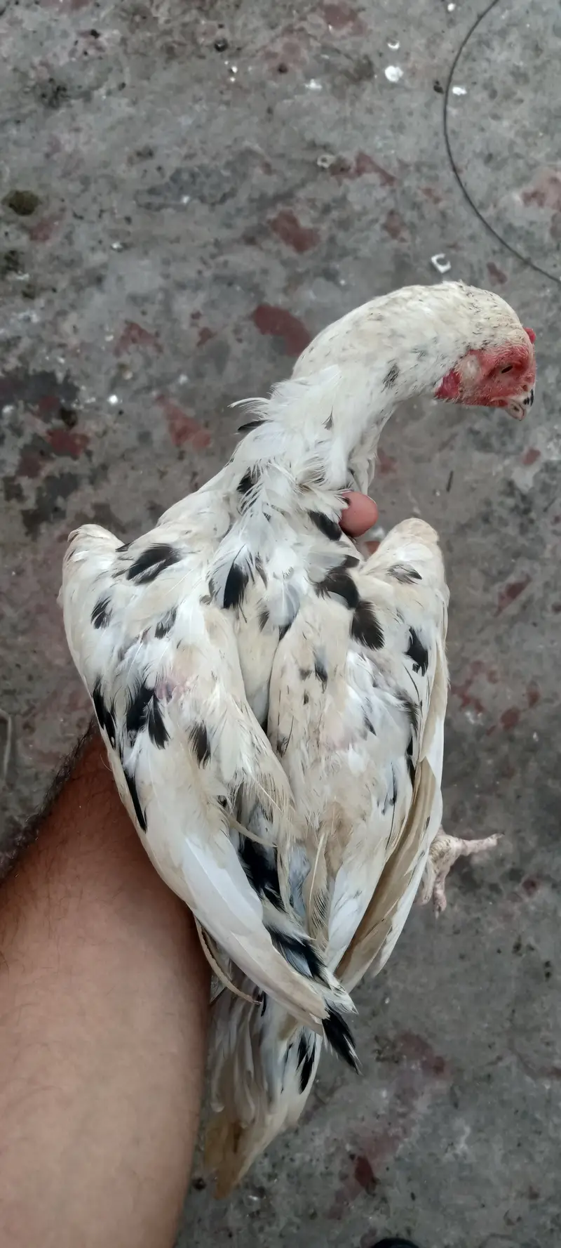 Adeel Heera cross Chicks — photo 3