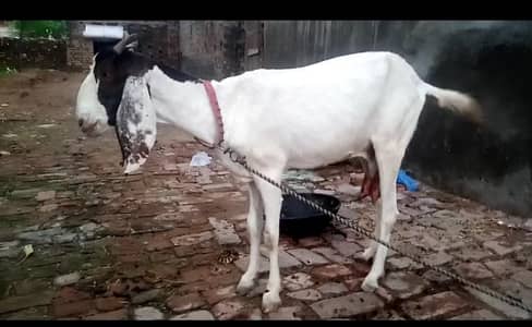 healthy active Bakri Sath 2 females