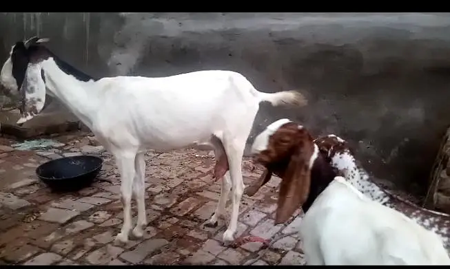 healthy active Bakri Sath 2 females — photo 2