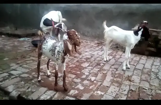 healthy active Bakri Sath 2 females — photo 3