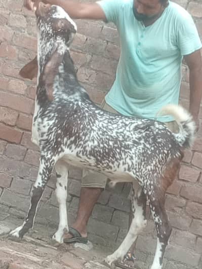 makhi chini bakra for sale 2027 ki qurbani ka Liye