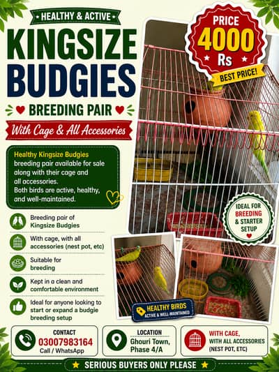 Healthy Kingsize Budgies Breeding Pair with Cage – For Sale