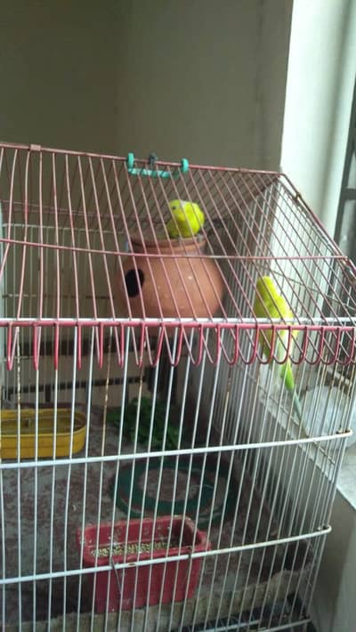 Healthy Kingsize Budgies Breeding Pair with Cage – For Sale