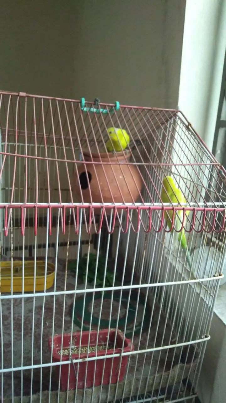 Healthy Kingsize Budgies Breeding Pair with Cage – For Sale — photo 2