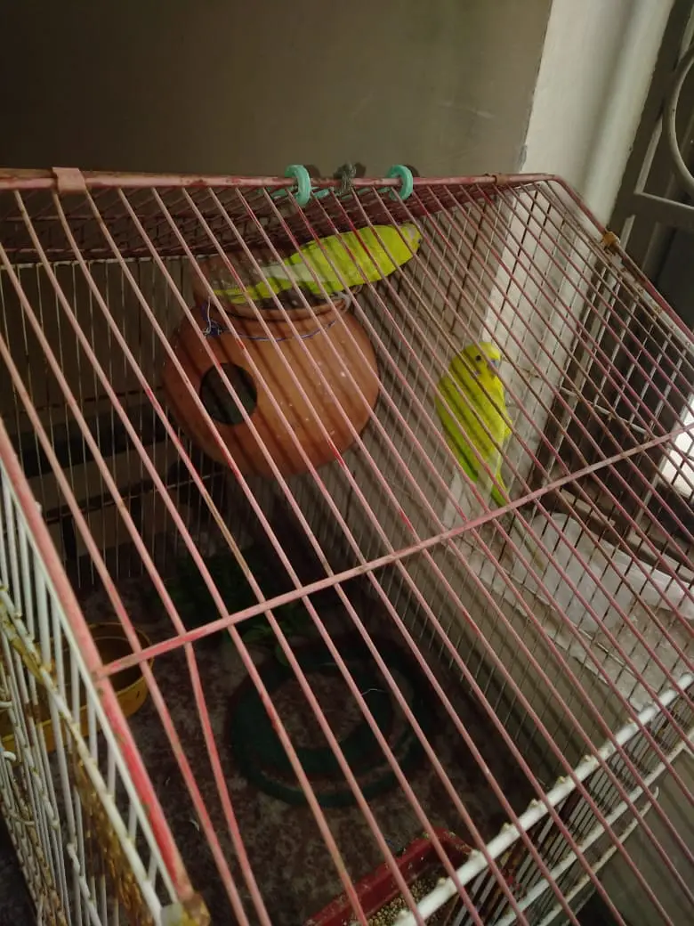 Healthy Kingsize Budgies Breeding Pair with Cage – For Sale — photo 3