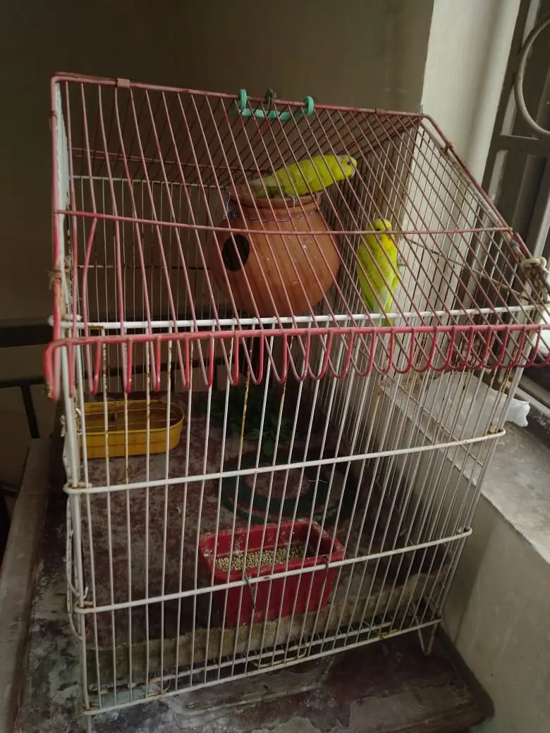 Healthy Kingsize Budgies Breeding Pair with Cage – For Sale — photo 4