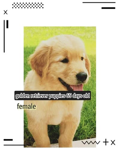 golden retriever puppy for sale in lahore