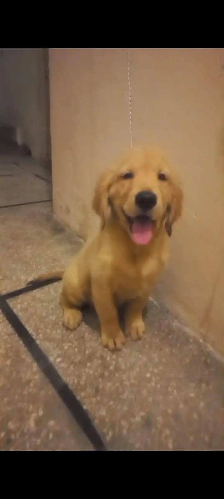 golden retriever puppy for sale in lahore — photo 2