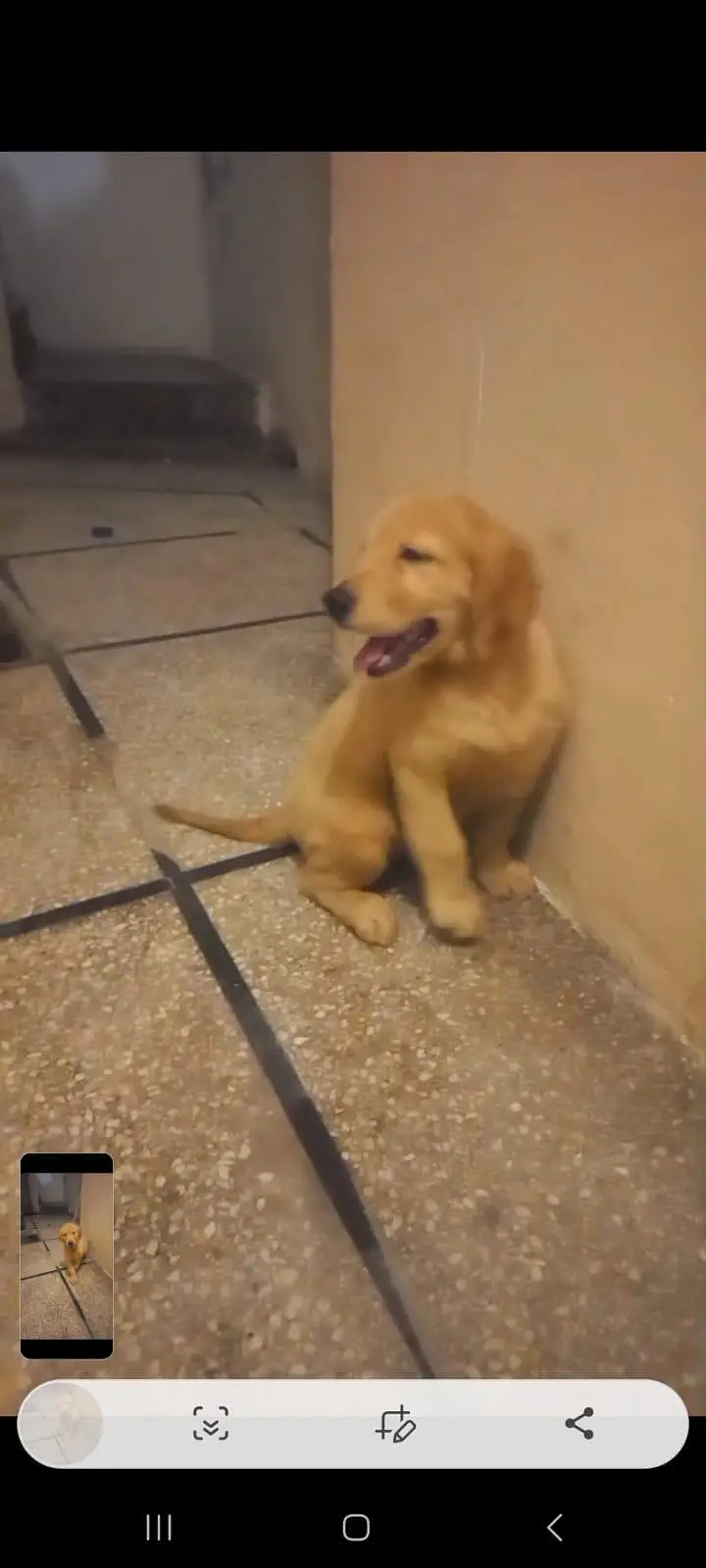 golden retriever puppy for sale in lahore — photo 3