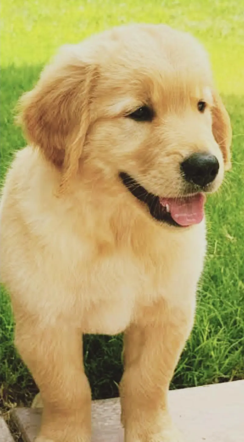 golden retriever puppy for sale in lahore — photo 4