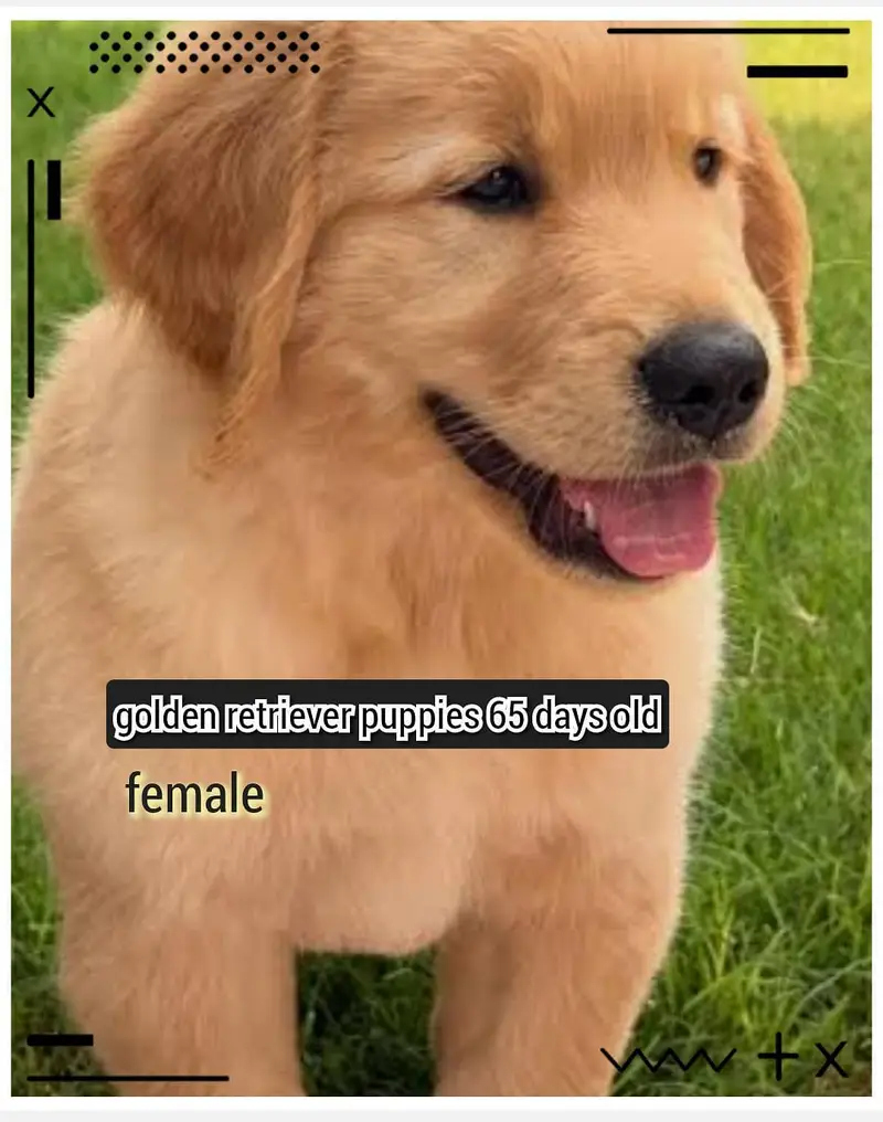 golden retriever puppy for sale in lahore — photo 5