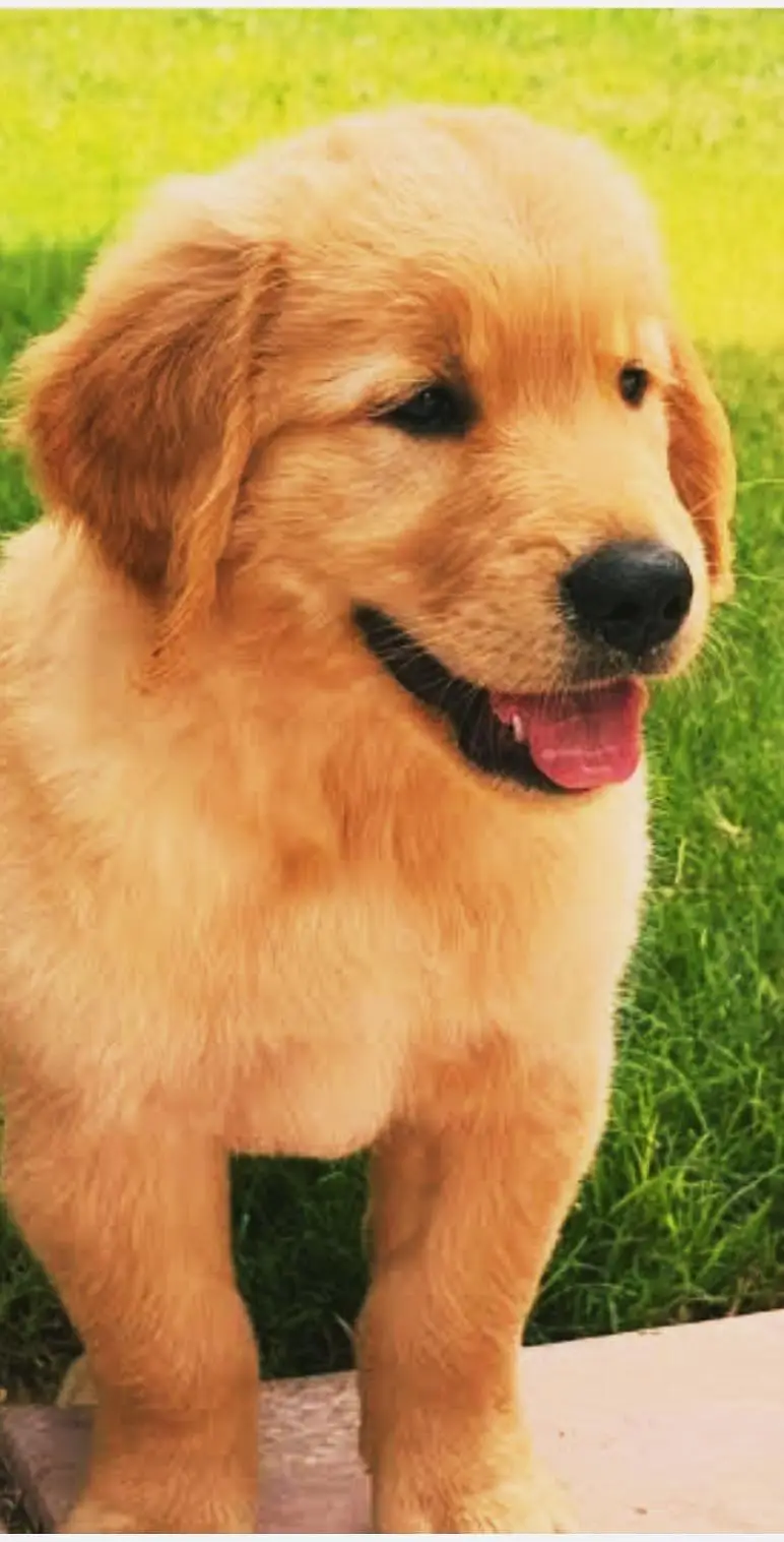 golden retriever puppy for sale in lahore — photo 6