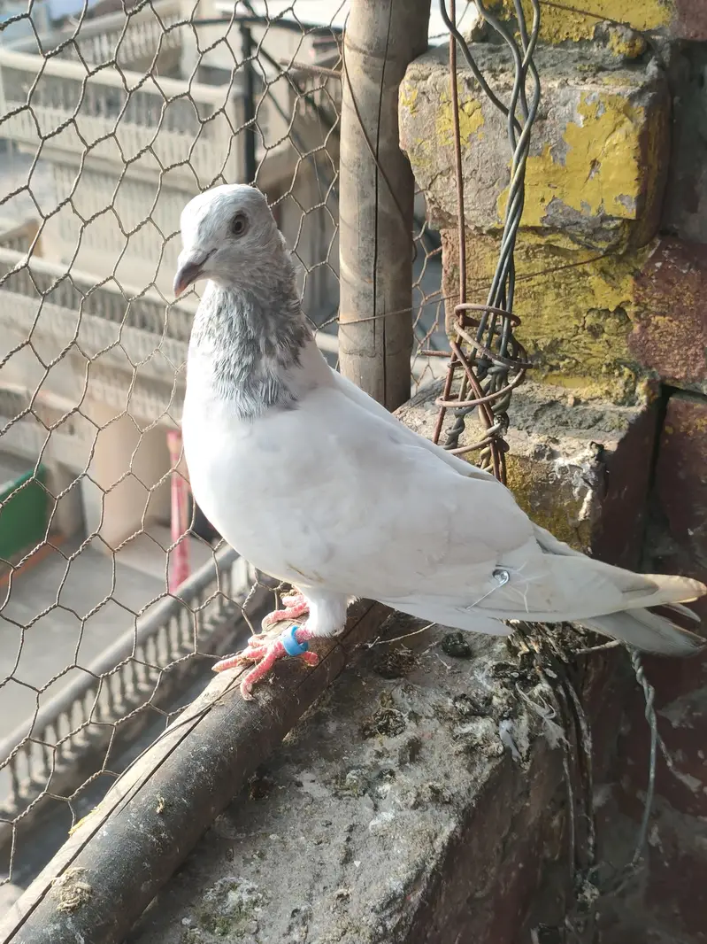 parwazi Pathian pathy for sale — photo 10