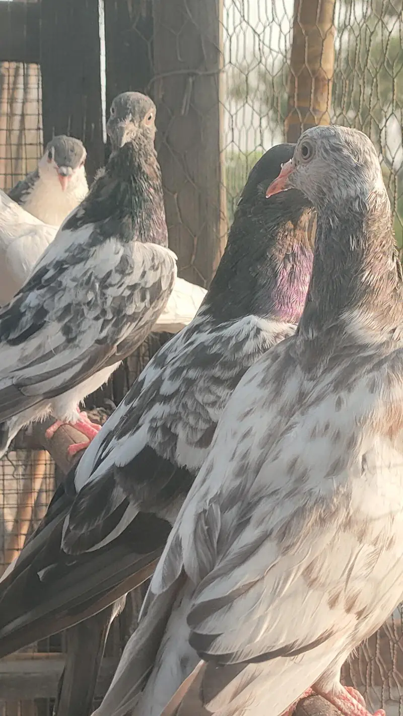 parwazi Pathian pathy for sale — photo 12
