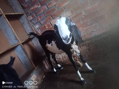 teddy dogli bakri for sell