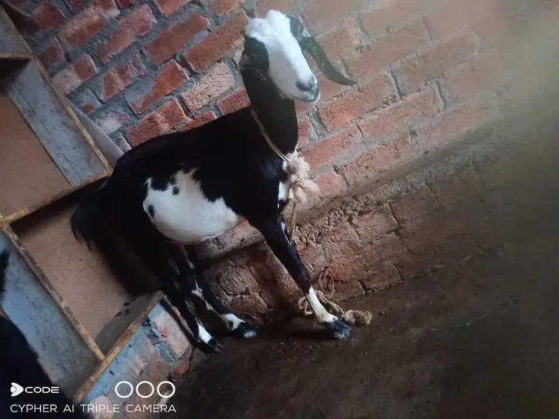 teddy dogli bakri for sell — photo 2