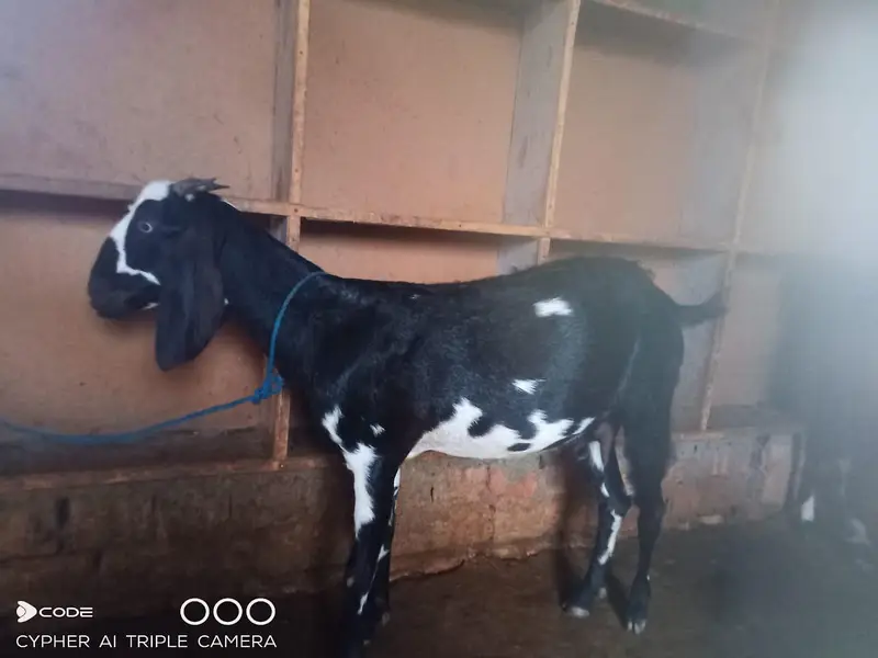 teddy dogli bakri for sell — photo 3