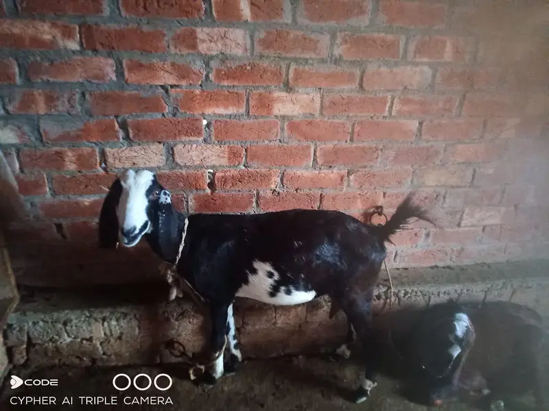 teddy dogli bakri for sell — photo 4
