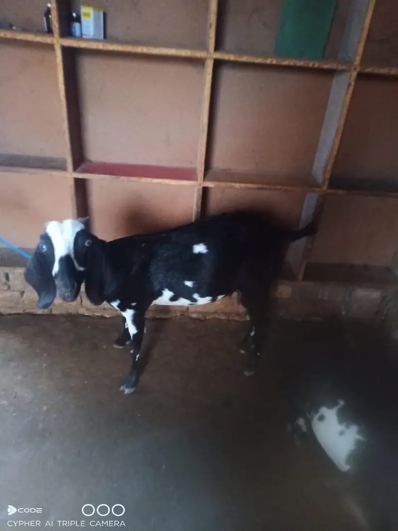 teddy dogli bakri for sell — photo 5