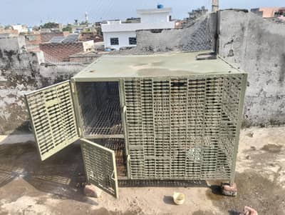 برائے فروخت ایک مرغا تین مرغیاں اور ایک بڑا جنگلہ وزن 55 کلو