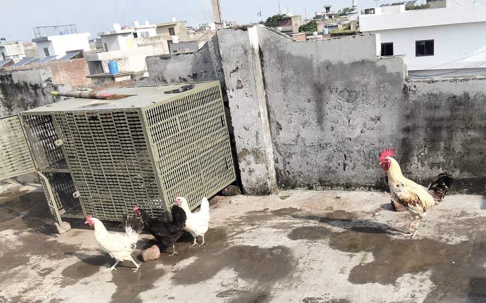 برائے فروخت ایک مرغا تین مرغیاں اور ایک بڑا جنگلہ وزن 55 کلو 2