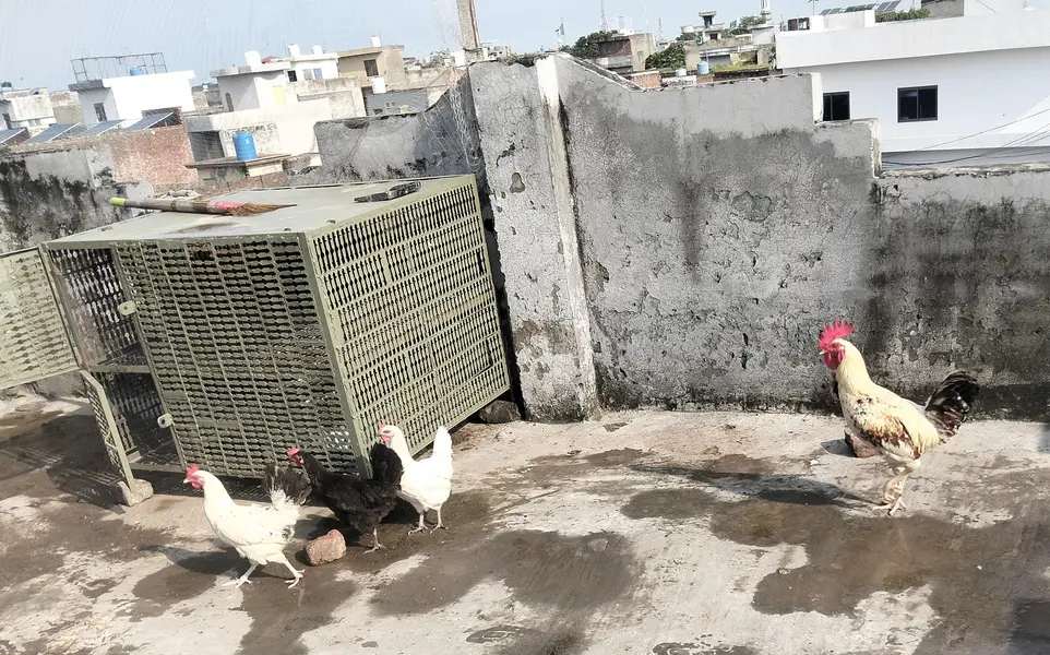 برائے فروخت ایک مرغا تین مرغیاں اور ایک بڑا جنگلہ وزن 55 کلو — photo 3