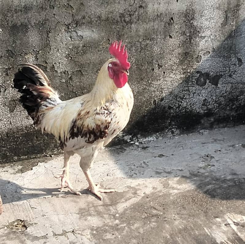 برائے فروخت ایک مرغا تین مرغیاں اور ایک بڑا جنگلہ وزن 55 کلو 3