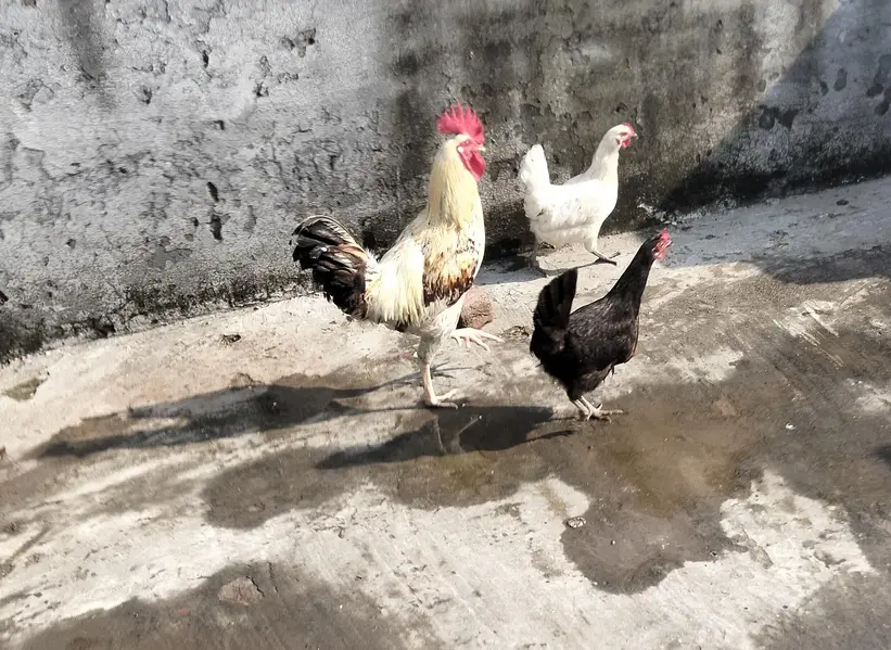برائے فروخت ایک مرغا تین مرغیاں اور ایک بڑا جنگلہ وزن 55 کلو — photo 5
