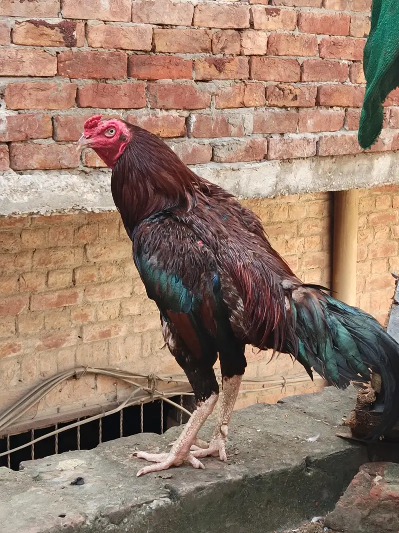 sindhi aseel — photo 3