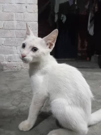 white colour cat