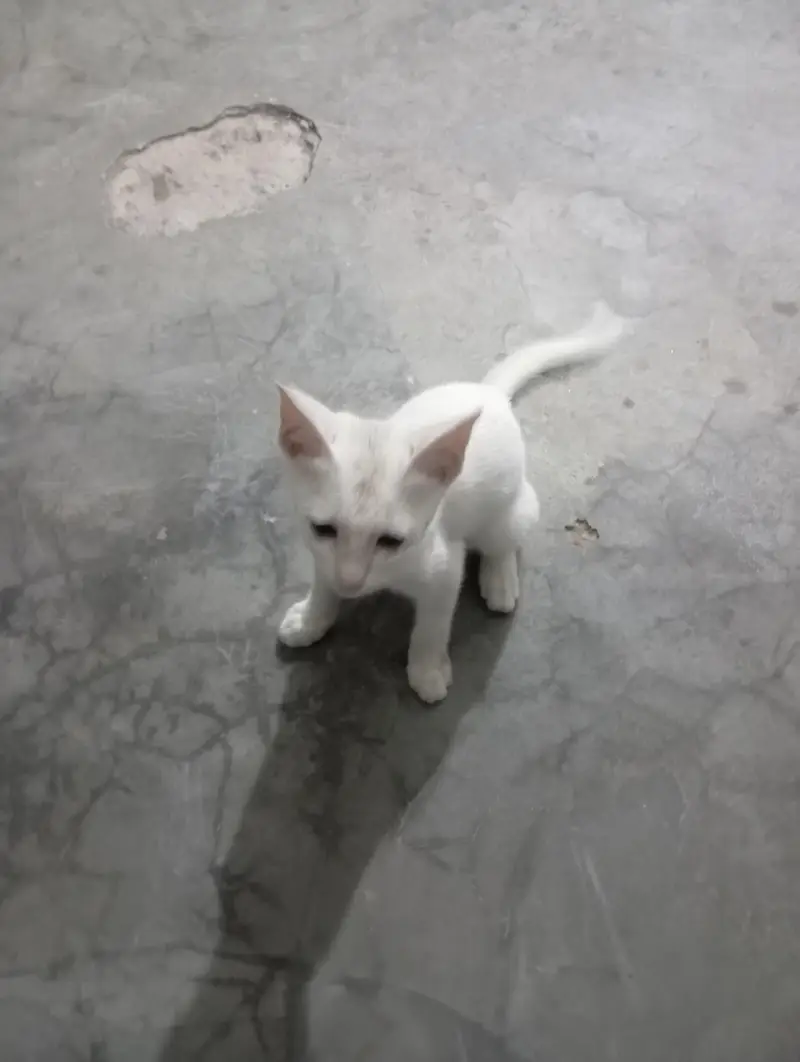 white colour cat — photo 2