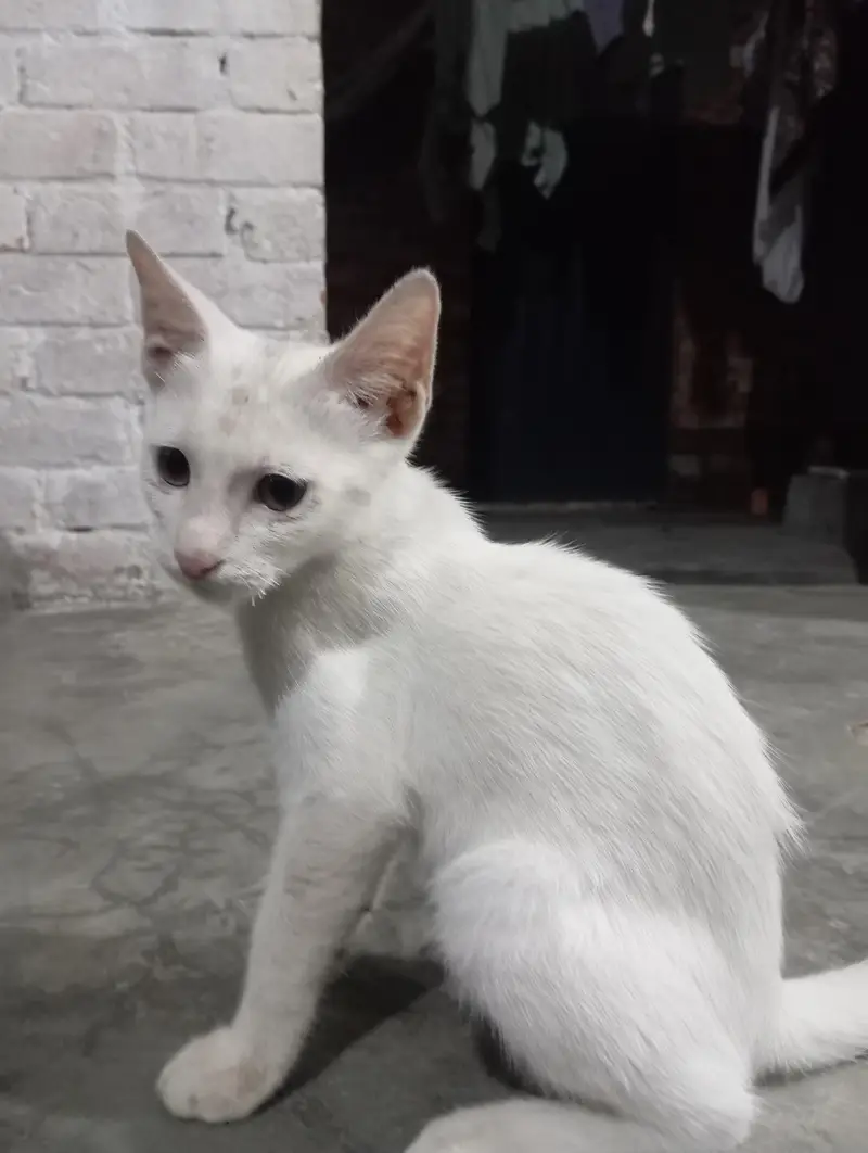 white colour cat — photo 3