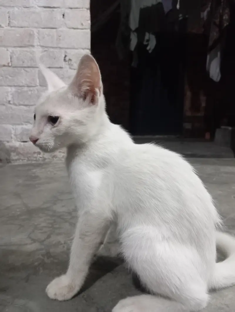 white colour cat — photo 4