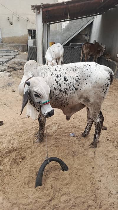 Ghai or ball