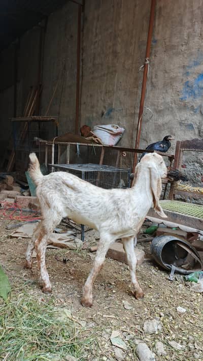 maki chini Puth female for sell