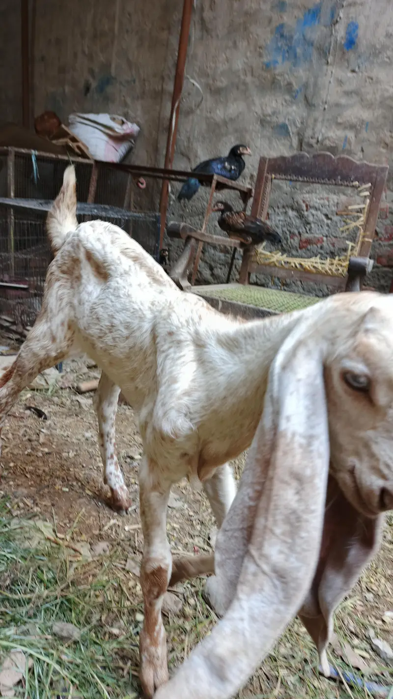 maki chini Puth female for sell — photo 2