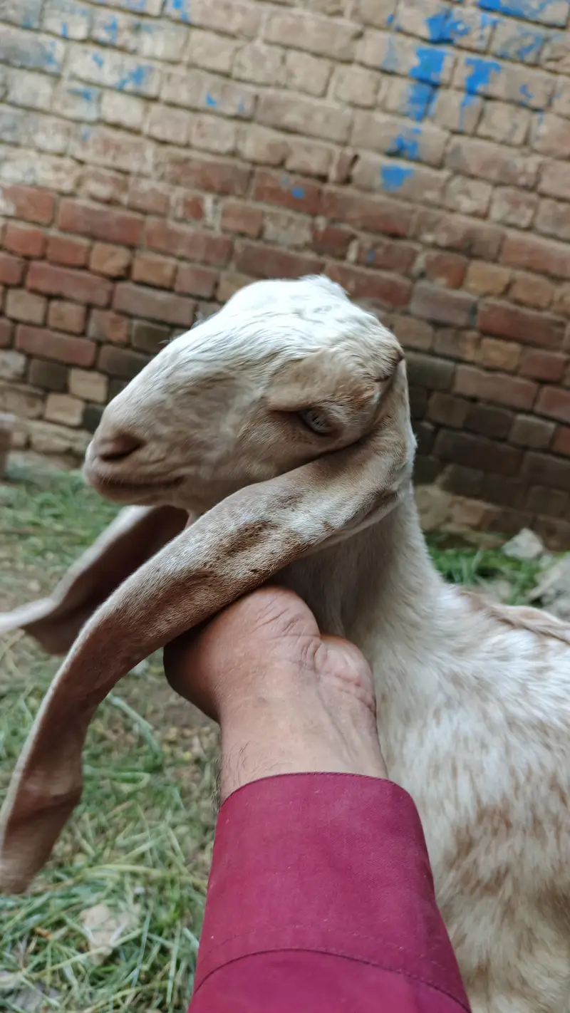 maki chini Puth female for sell — photo 3