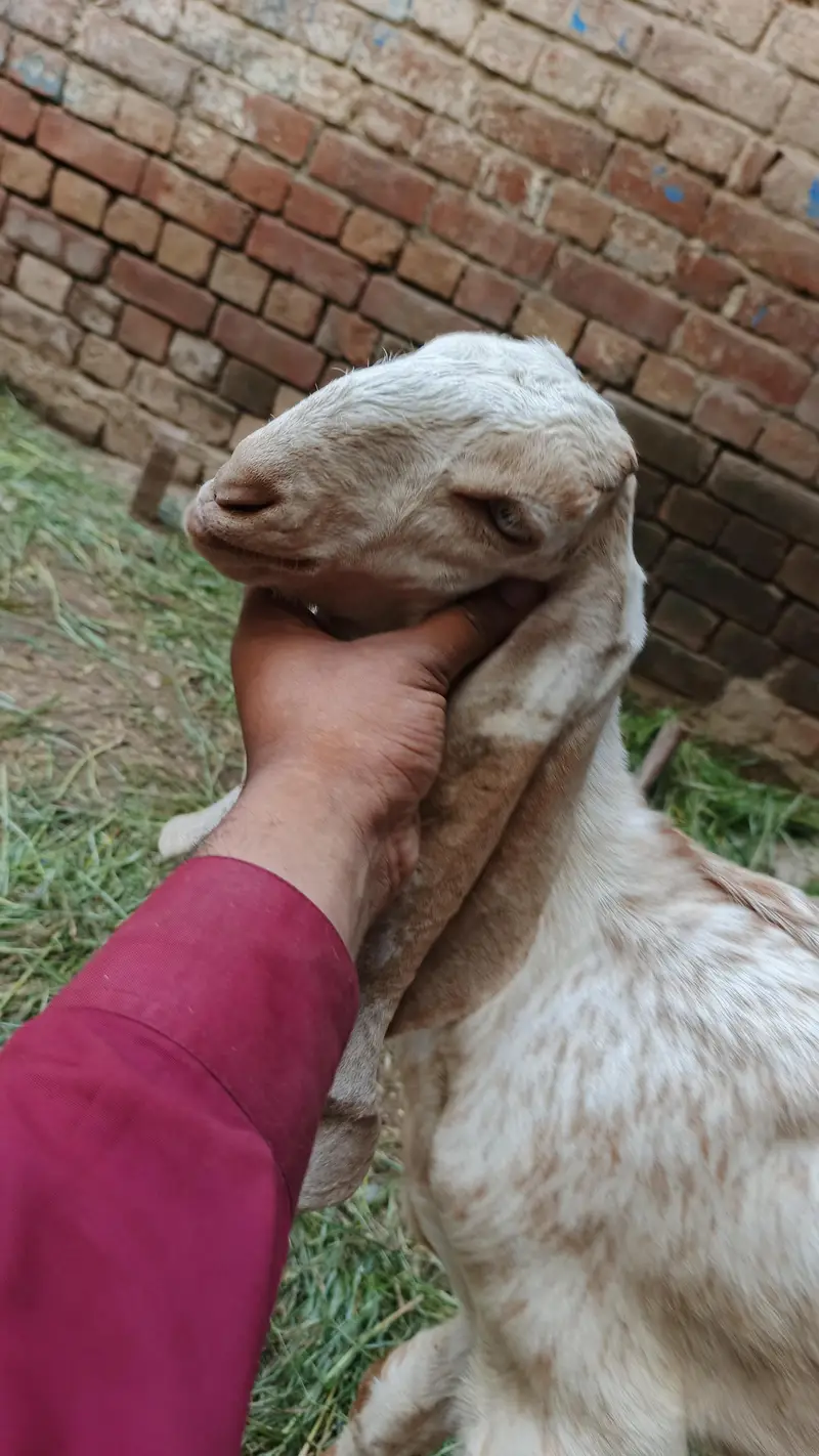 maki chini Puth female for sell — photo 4
