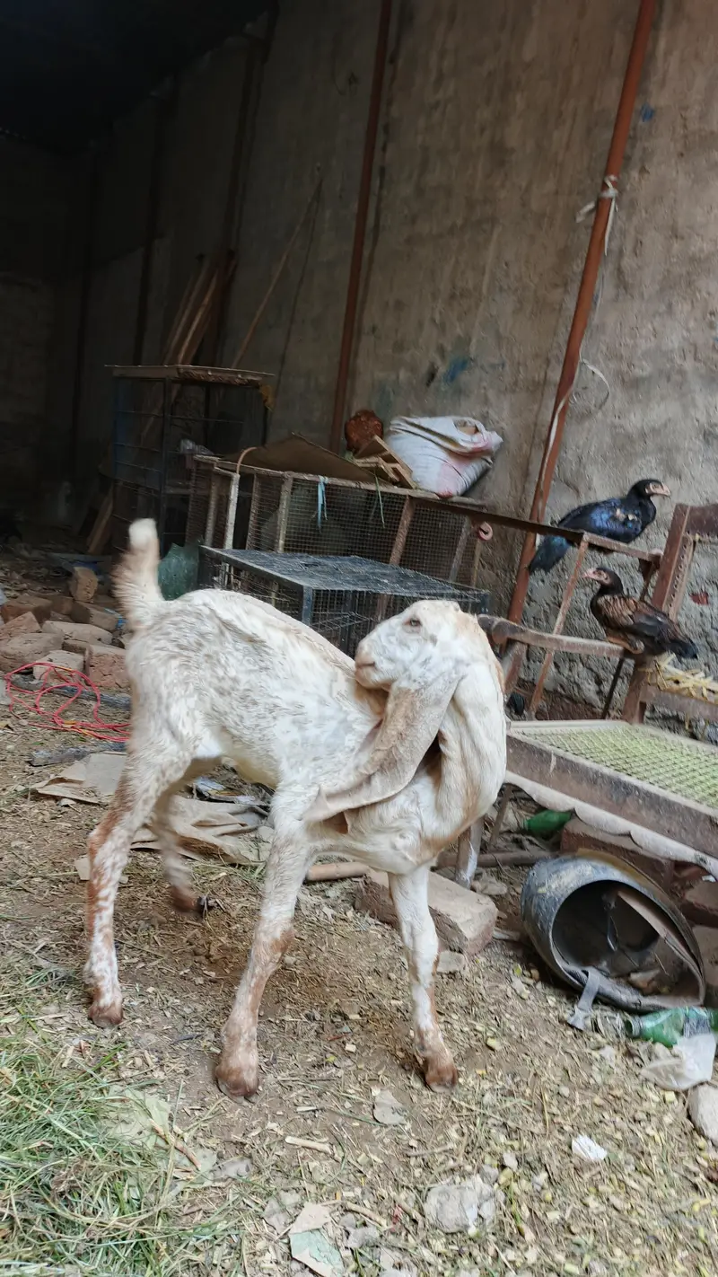 maki chini Puth female for sell — photo 6