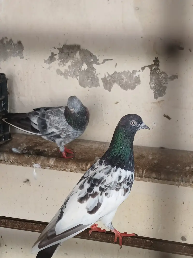 Pigeons Male